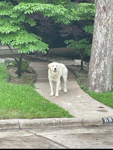Lost Male Dog last seen Westshore and Lakeshore, Dallas, TX 75214