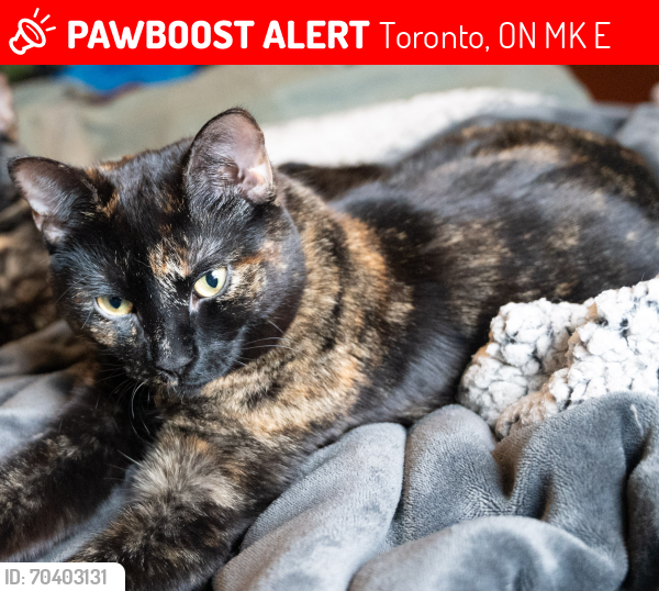 Lost Female Cat last seen Tyndall & Springhurst, Toronto, ON M6K 2E2