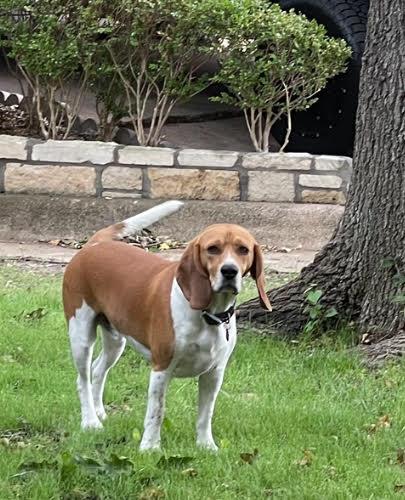 Lost Male Dog last seen Arkansas and New York, Arlington, TX 76014