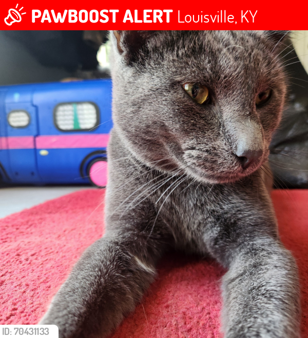Lost Male Cat last seen Old 3rd Street Road and McNair Road, Louisville, KY 40214