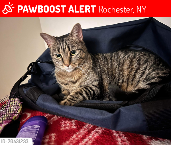 Lost Female Cat last seen Nymark Dr, Rochester, NY 14626