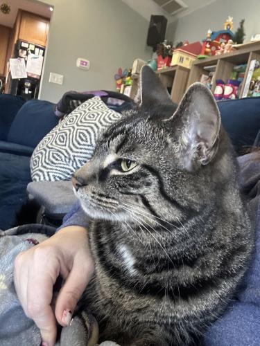 Lost Male Cat last seen Heckman Road, Uniontown, OH 44685