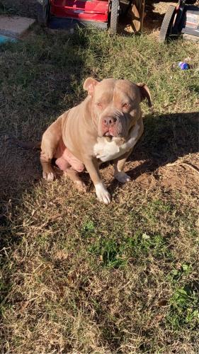 Lost Male Dog last seen New Chapel Hill, Tyler, TX 75707