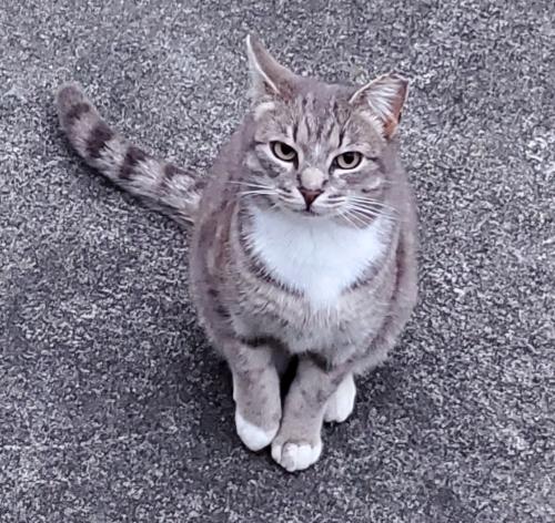 Lost Female Cat last seen Breat Road & Red Reserve Lane, Westerville, OH 43081