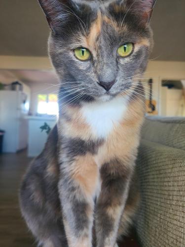 Lost Female Cat last seen Old women springs and cobalt , Yucca Valley, CA 92284