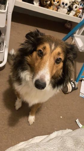 Lost Female Dog last seen Near Potts ave , High Point, NC 27260