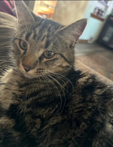 Lost Male Cat last seen A few minutes from southern park mall, near the  Depot and Every Dog Matters, Youngstown, OH 44512