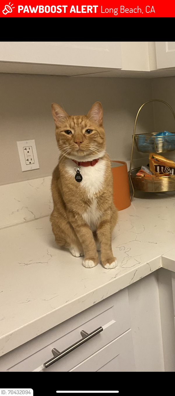 Lost Male Cat last seen Park ave & E atherton st. Behind vons grocery and beverly plaza apmts, Long Beach, CA 90815