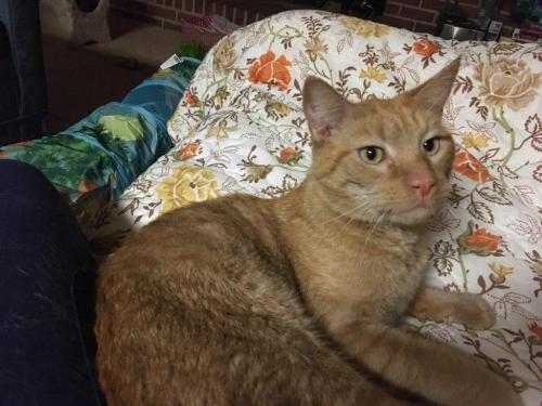 Lost Male Cat last seen Fitzwatertown Rd., Willow Grove, PA 19090