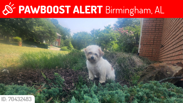 Lost Female Dog last seen Shady Grove Rd , Coalburg Rd , Birmingham, AL 35214