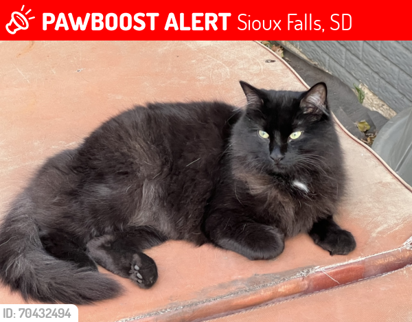 Lost Male Cat last seen Sertoma and Es, Sioux Falls, Sioux Falls, SD 57106
