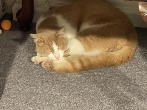 Lost Male Cat last seen Herman @ ginger, Edison, NJ 08837