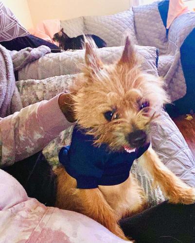 Lost Male Dog last seen Westminster Ave and 51st street , Philadelphia, PA 19131