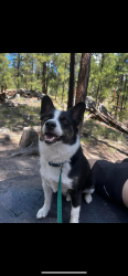 Lost Male Dog last seen 5th and Girard Ave, Moriarty, NM 87035