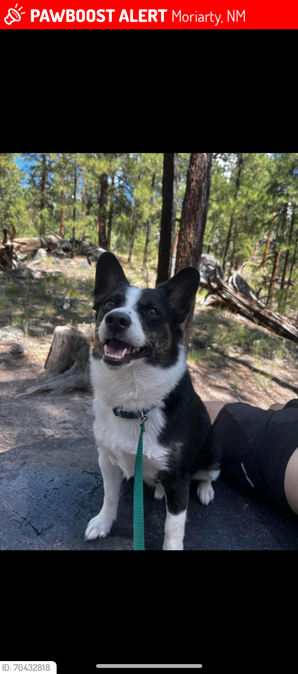 Lost Male Dog last seen 5th and Girard Ave, Moriarty, NM 87035