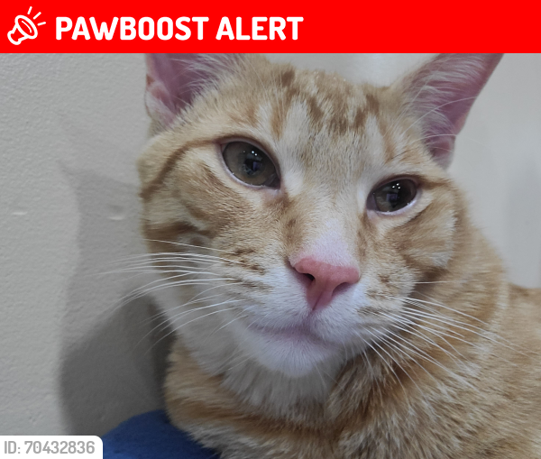 Lost Male Cat last seen Airport road, Mississauga, ON L4T 1R3