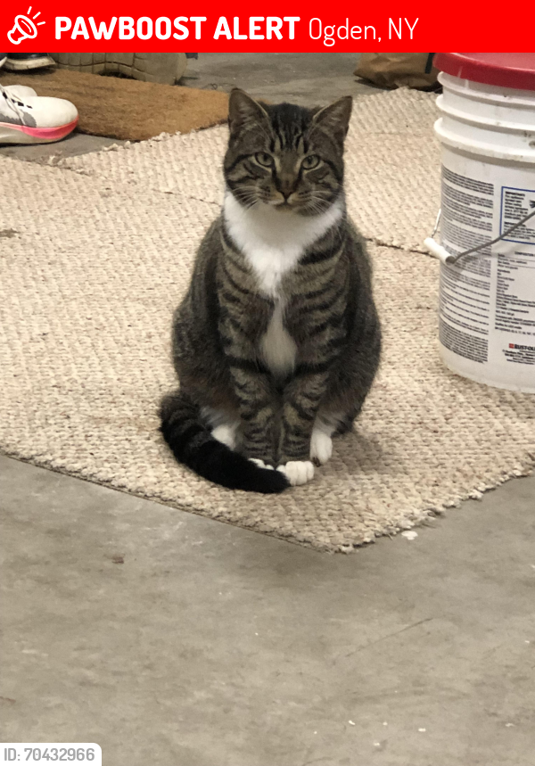 Lost Male Cat last seen Washington St; Colby; 531, Ogden, NY 14559