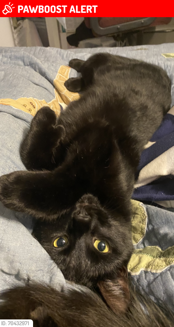 Lost Male Cat last seen Jean coutu, Trois-Rivières, QC G8Z 3W7