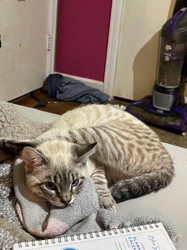 Lost Male Cat last seen Osborn and west hundred rd, Chester, VA 23831