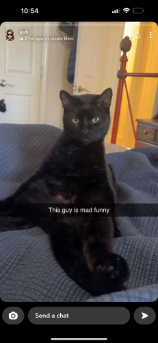 Lost Male Cat last seen East henrietta and lehigh station road, Rochester, NY 14623