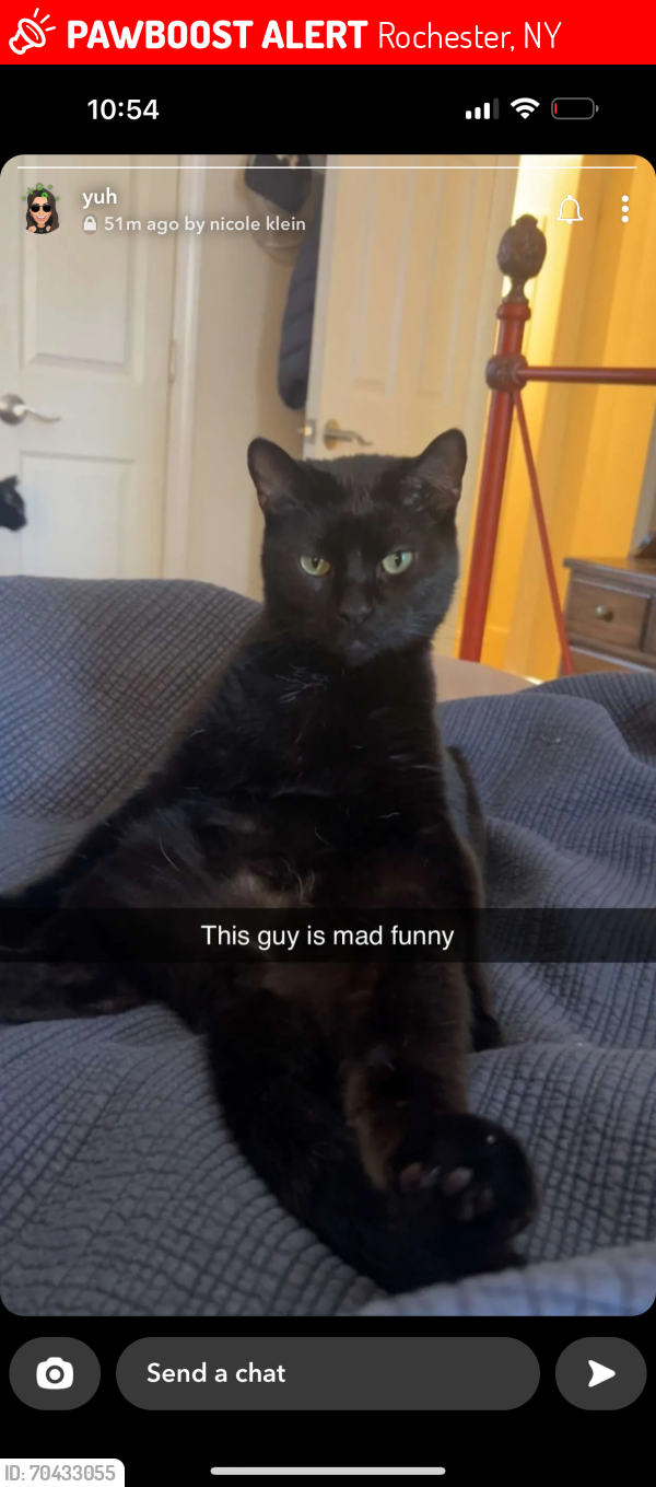 Lost Male Cat last seen East henrietta and lehigh station road, Rochester, NY 14623