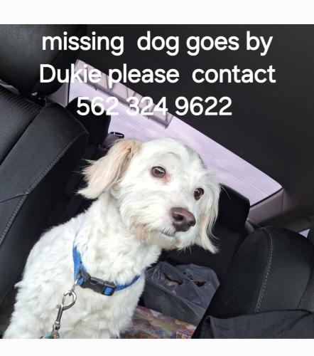 Lost Male Dog last seen Fracisquito/ Azusa/Hacienda , West Covina, CA 91790