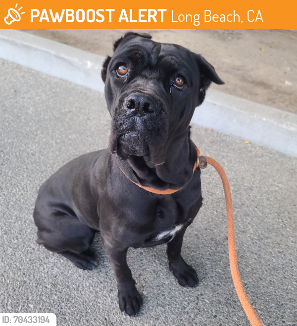 Found/Stray Female Dog last seen Near N Lakewood Blvd, Long Beach, CA 90808, Long Beach, CA 90808