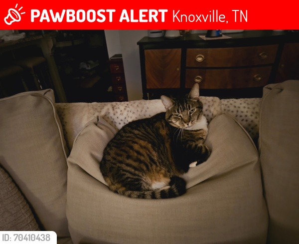 Lost Male Cat last seen Echo Valley , Knoxville, TN 37923