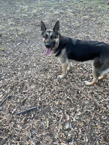 Lost Female Dog last seen Rylie Rd, Dallas, TX 75217