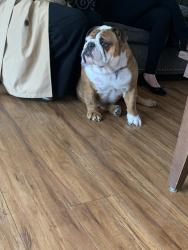 Lost Male Dog last seen La palma ave and Sycamore st, Anaheim, CA 92801