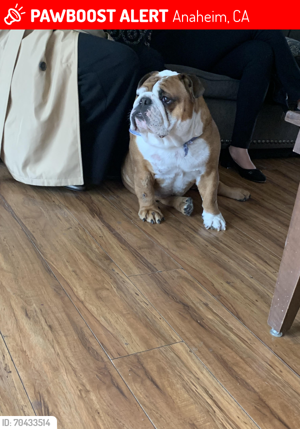 Lost Male Dog last seen La palma ave and Sycamore st, Anaheim, CA 92801
