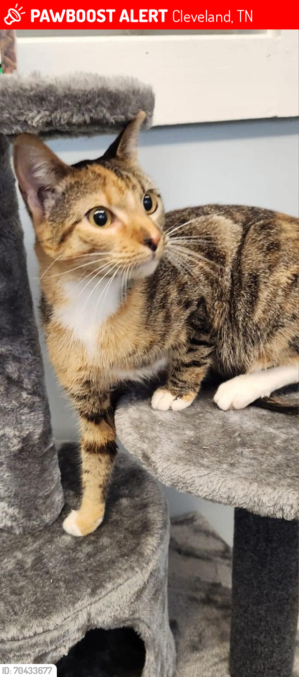 Lost Female Cat last seen Horizon square apmts off of Georgetown rd, Cleveland, TN 37311