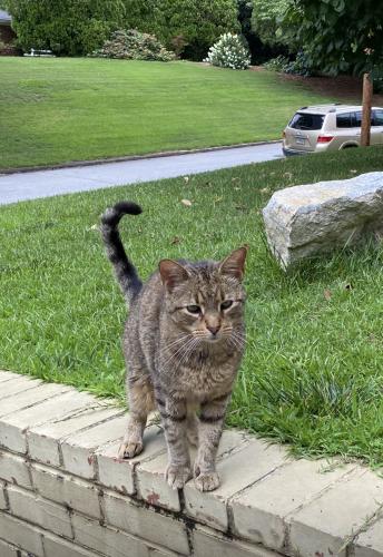 Lost Male Cat last seen Carol Lane & Briarcliff Rd. Near Fox Five, Atlanta, GA 30306
