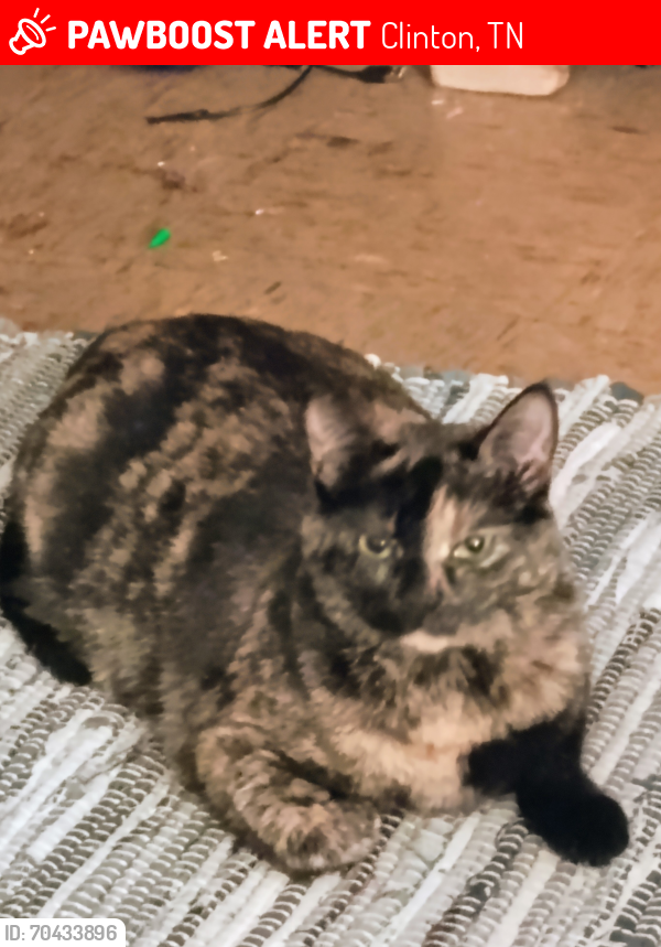 Lost Female Cat last seen Green McAdoo Cultural center, Clinton, TN 37716