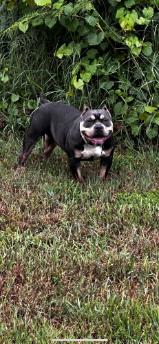 Lost Female Dog last seen Americana NW/ Justine Ave NW. OFF AMERICANA IN BETWEEN JUPITER & MINTON, Palm Bay, FL 32907