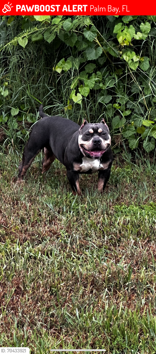 Lost Female Dog last seen Americana NW/ Justine Ave NW. OFF AMERICANA IN BETWEEN JUPITER & MINTON, Palm Bay, FL 32907