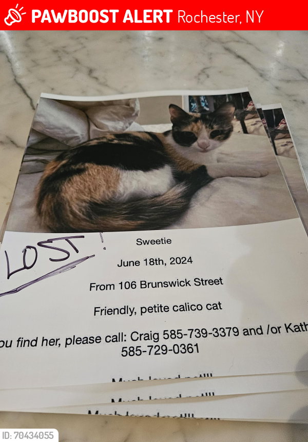 Lost Female Cat last seen Culver road , Rochester, NY 14607