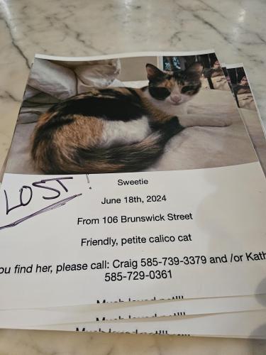 Lost Female Cat last seen Culver road , Rochester, NY 14607