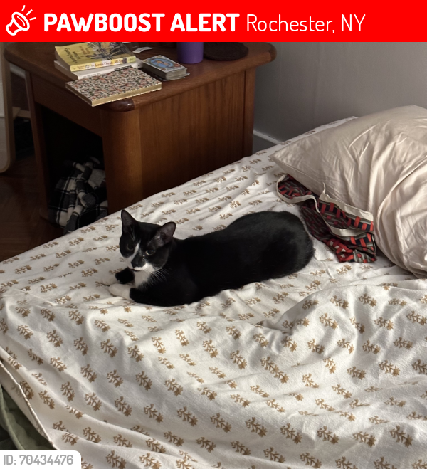 Lost Male Cat last seen Park Ave, near Chai Guy, Rochester, NY 14607