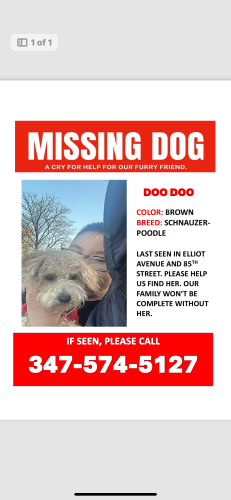 Lost Female Dog last seen Eliot avenue and 85th street, Queens, NY 11379