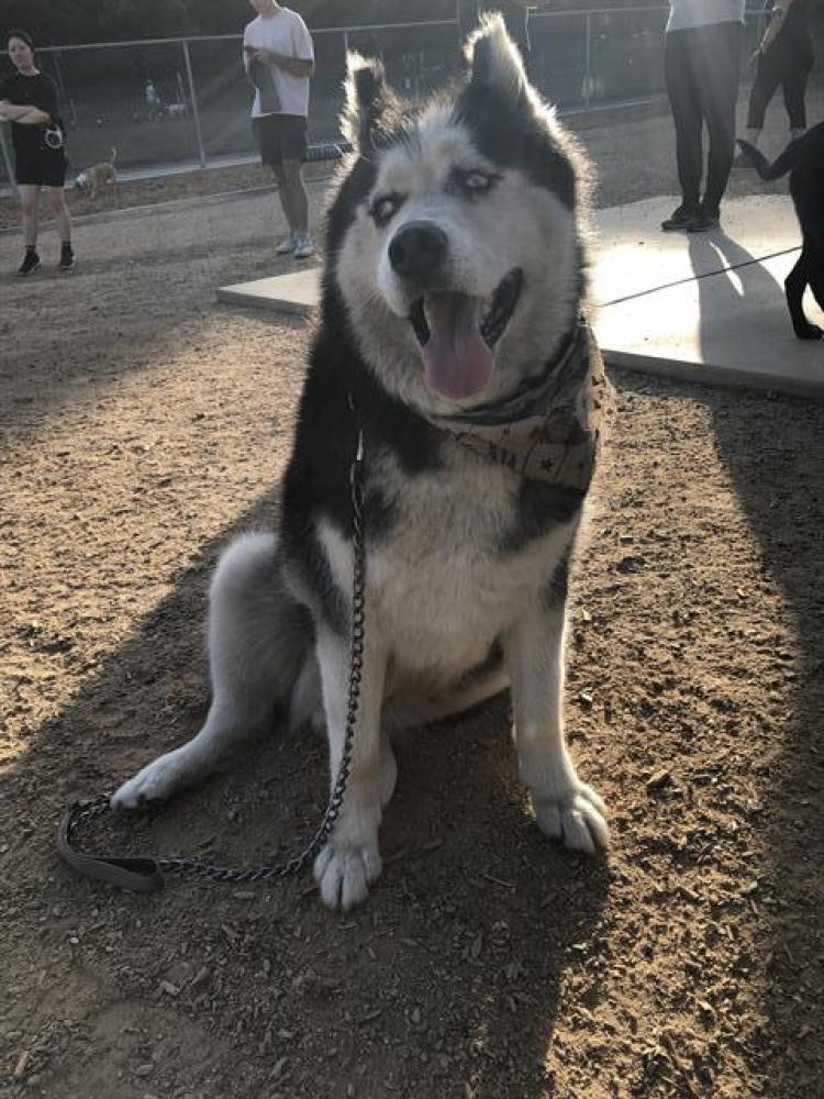 Shelter Stray Male Dog last seen DUNSMORE/HONOLULU (CV DOG PARK), Pasadena, CA 91105