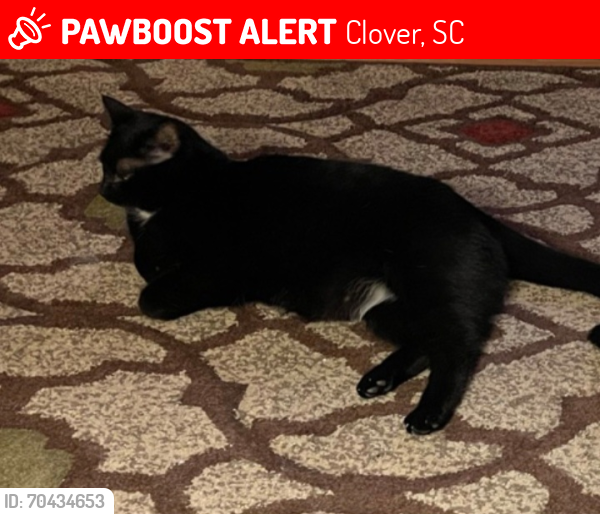 Lost Male Cat last seen Timberlake Community , Clover, SC 29710