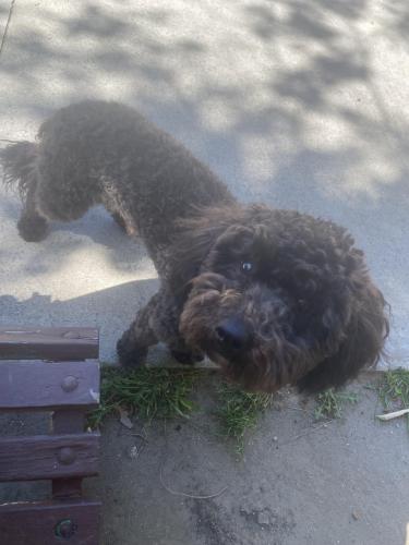 Lost Male Dog last seen Woodley park in van nuys, Los Angeles, CA 91436