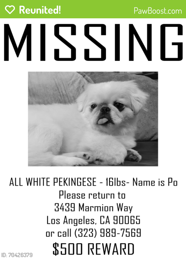 Reunited Male Dog last seen Near Loreto St. Elementary School, Los Angeles, CA 90065