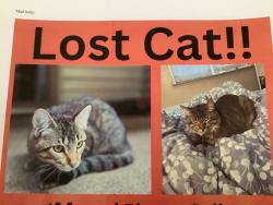 Reunited Male Cat last seen cndmnium, South Windsor, CT 06074