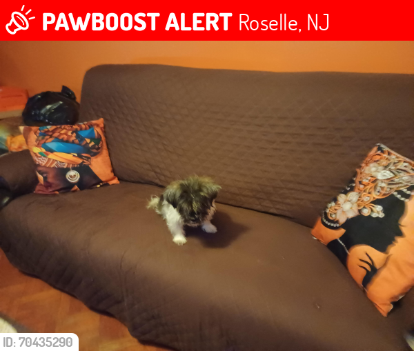 Lost Female Dog last seen Monroe n 2nd Ave, Roselle, NJ 07203