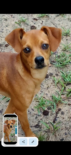 Lost Female Dog last seen One tenth of a mile down behind Loves Lookout Rest stop area, Jacksonville, TX 75766