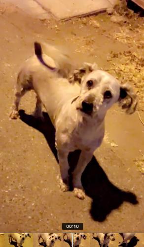 Found/Stray Male Dog last seen In the alley behind 78th street & Wadsworth Avenue, Los Angeles, CA 90001