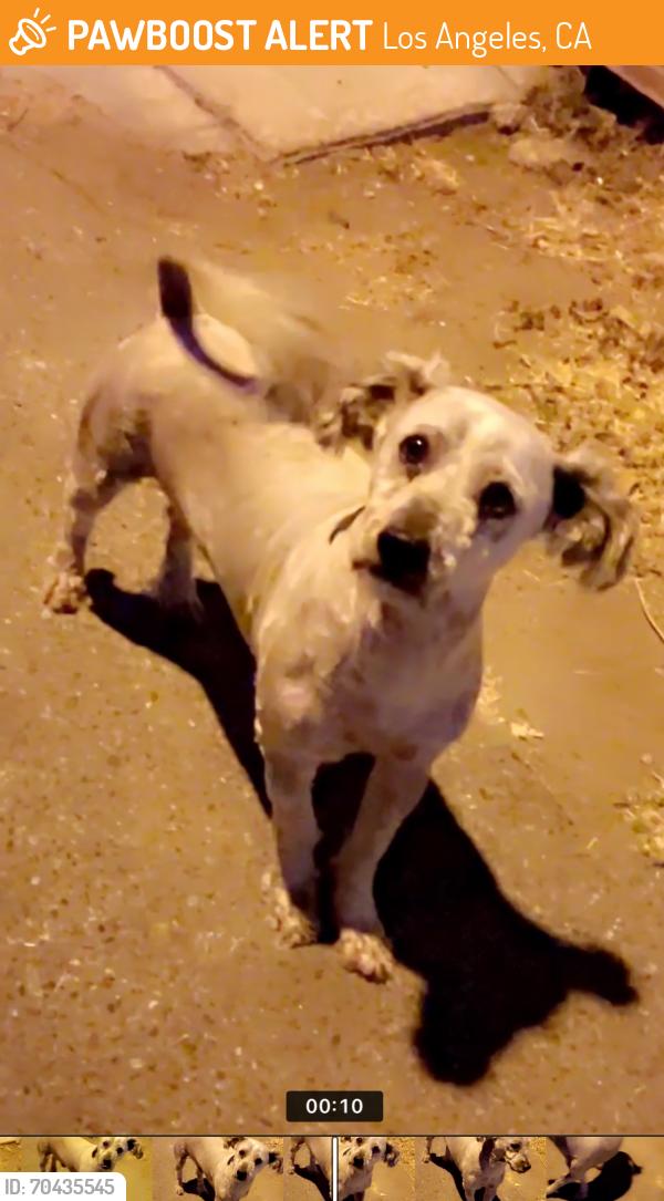 Found/Stray Male Dog last seen In the alley behind 78th street & Wadsworth Avenue, Los Angeles, CA 90001