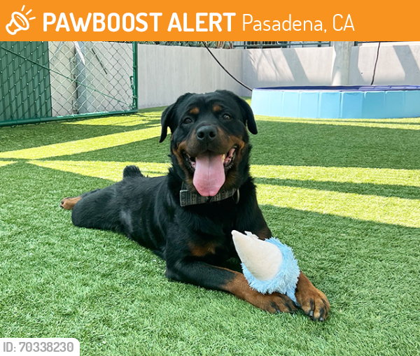 Shelter Stray Female Dog last seen SPROUTS ON ROSEMEAD, Pasadena, CA 91105